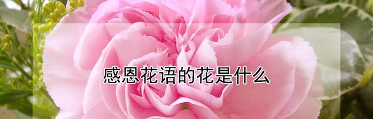 什么花的花语代表灵魂伴侣？如何找到表达爱意的花卉？