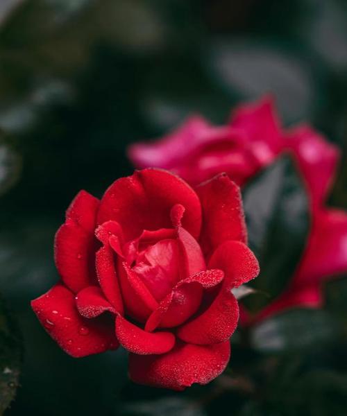 什么花的花语代表灵魂伴侣？如何找到表达爱意的花卉？