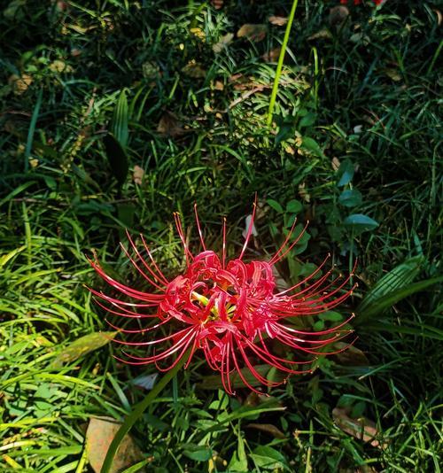 什么花代表原谅我？花语中表达歉意的花卉有哪些？