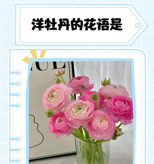 牡丹花语是什么？如何理解牡丹的象征意义？