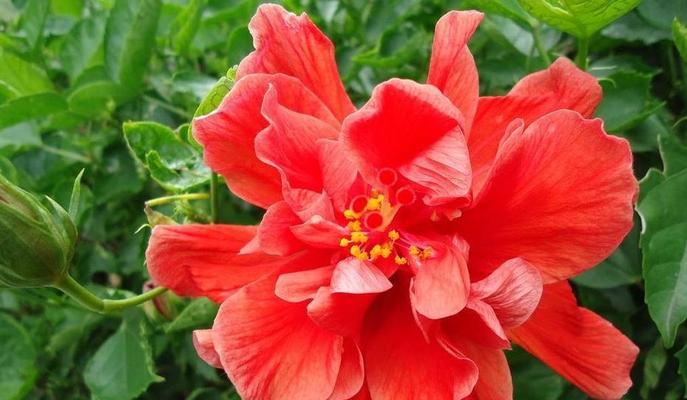 凤祥喜事花语是什么？如何选择寓意吉祥的花卉？