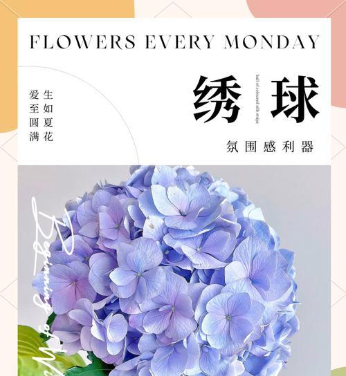 搬新家送绣球花代表什么寓意？绣球花的象征意义有哪些？