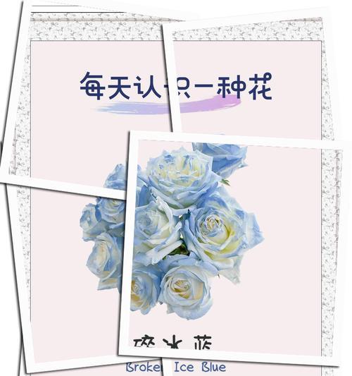 玫瑰刺人花语是什么？如何解读玫瑰的刺人含义？