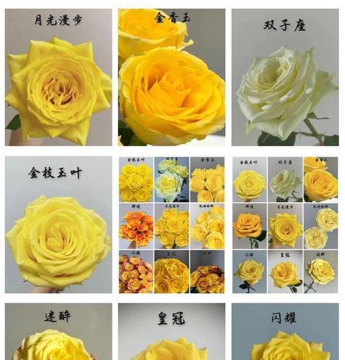 玫瑰刺人花语是什么？如何解读玫瑰的刺人含义？