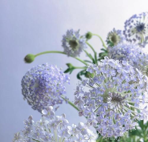 白翠竹的花语是什么？了解白翠竹的象征意义和用途？