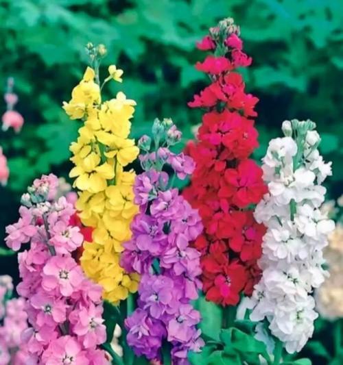 什么花象征爱情的到来？揭秘爱情花语背后的故事？