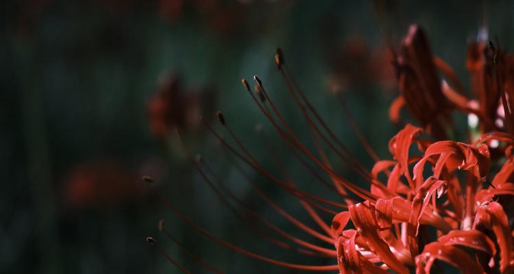 彼岸花象征着什么？彼岸花的含义有哪些？