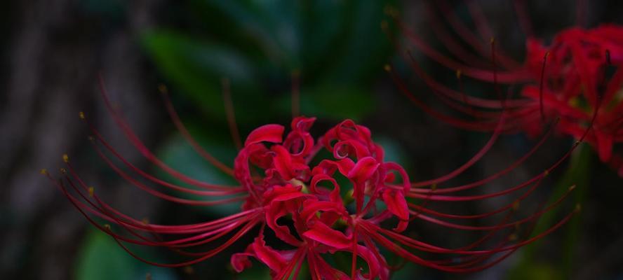 象征生命失去意义的花是什么花？这种花的含义和象征是什么？