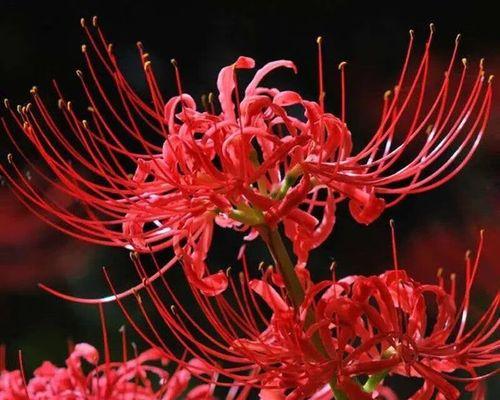 象征生命失去意义的花是什么花？这种花的含义和象征是什么？
