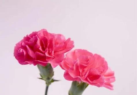 送两束花给妈妈代表什么？花语含义及选购指南？