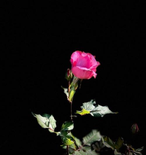 黑色月季花象征着什么？黑色月季花的含义有哪些？