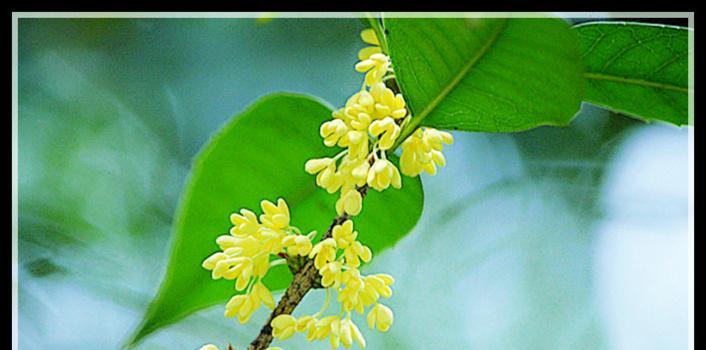 明天是什么花的花语？如何查询不同花卉的含义？
