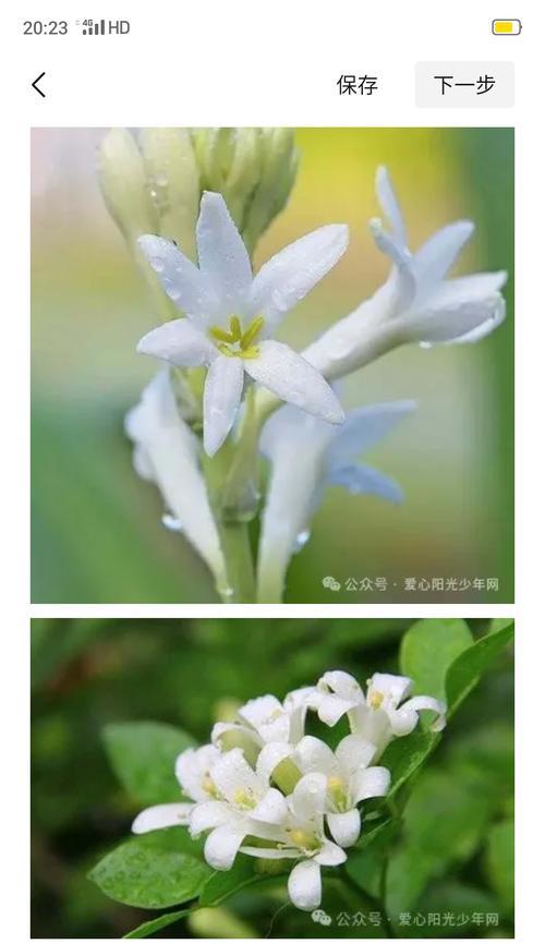 五朵花瓣的花代表五福？这种花的象征意义是什么？