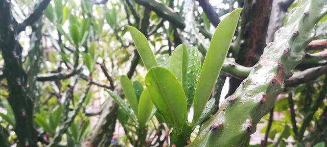 能开二月花的寓意是什么？这种现象背后隐藏着怎样的文化含义？