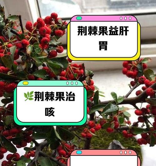 荆棘花象征着什么？荆棘花的含义和特点是什么？