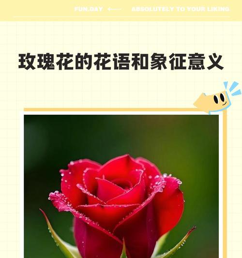 各种玫瑰的花语是什么？如何根据花语选择玫瑰？