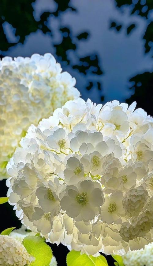 象征着伙伴的花是什么花？这种花的花语有哪些含义？