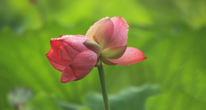 象征着伙伴的花是什么花？这种花的花语有哪些含义？