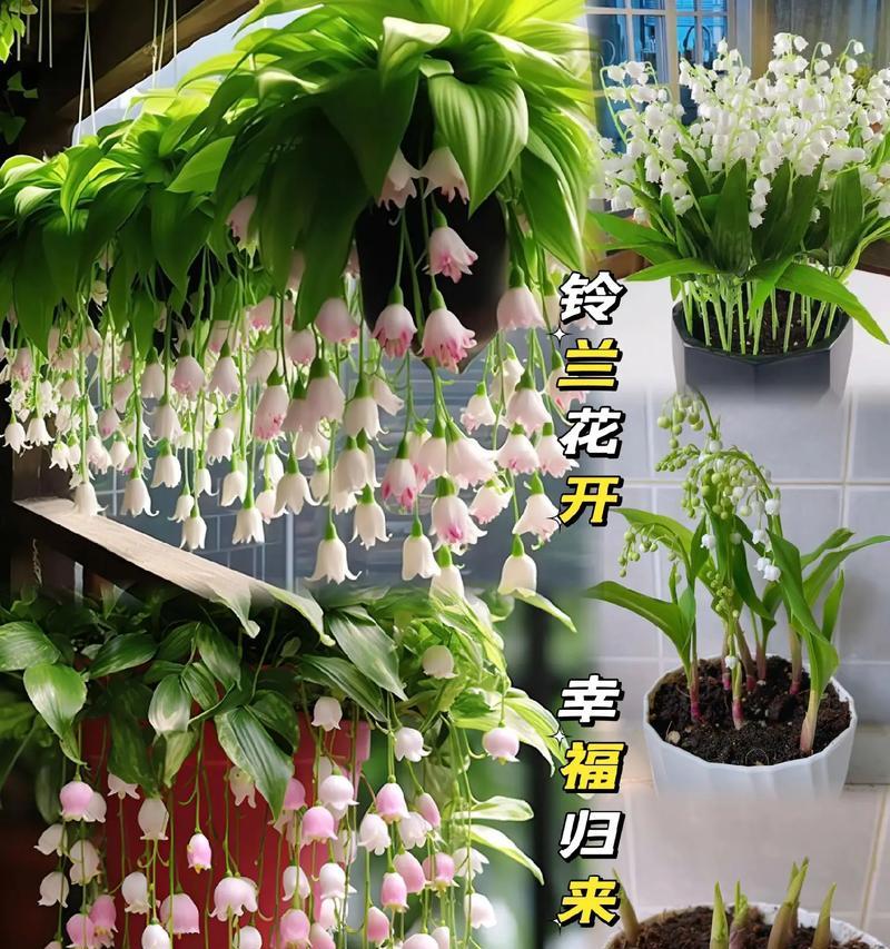 象征着伙伴的花是什么花？这种花的花语有哪些含义？