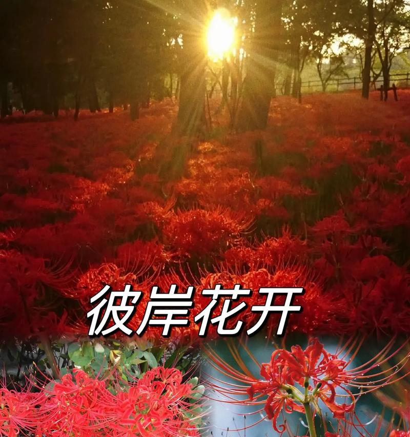 思念是什么花的花语？如何用花表达思念之情？