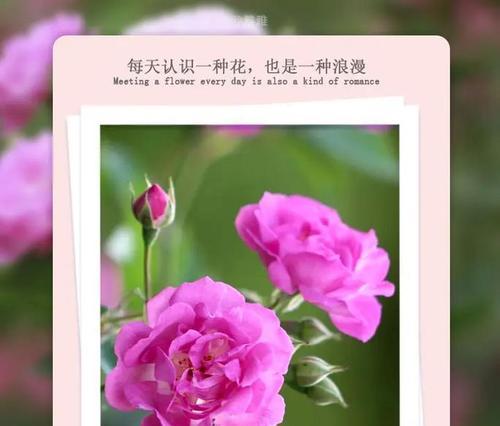 思念是什么花的花语？如何用花表达思念之情？