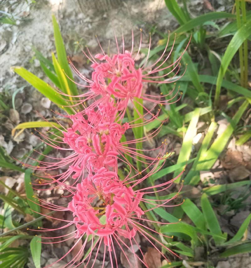 思念是什么花的花语？如何用花表达思念之情？