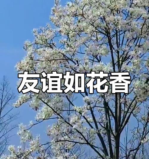 象征永久友谊的花朵是什么花？哪种花最能代表友谊的长久？