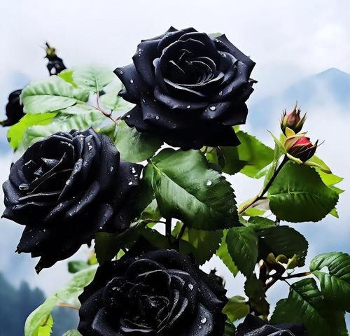 黑色玫瑰代表什么含义？花语背后的秘密是什么？