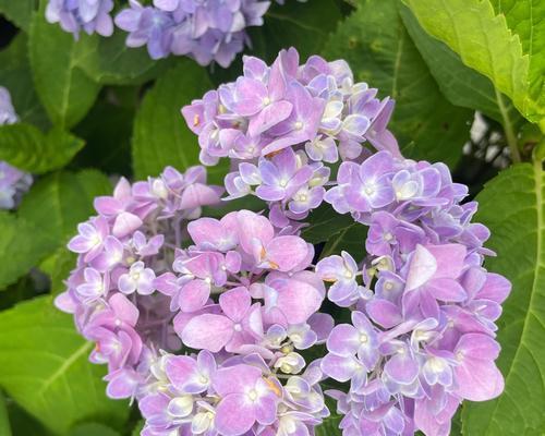 紫色绣球花代表什么含义？花语有哪些特别之处？