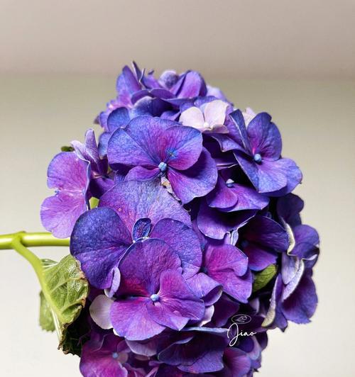 紫色绣球花代表什么含义？花语有哪些特别之处？