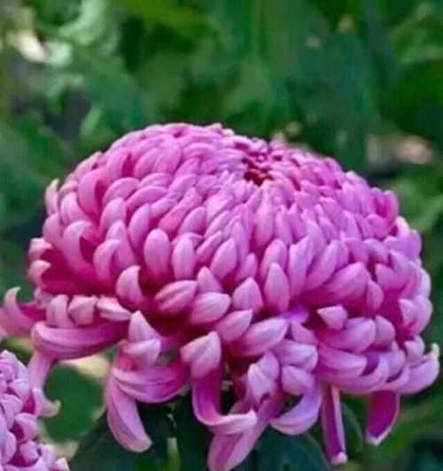 紫色绣球花代表什么含义？花语有哪些特别之处？