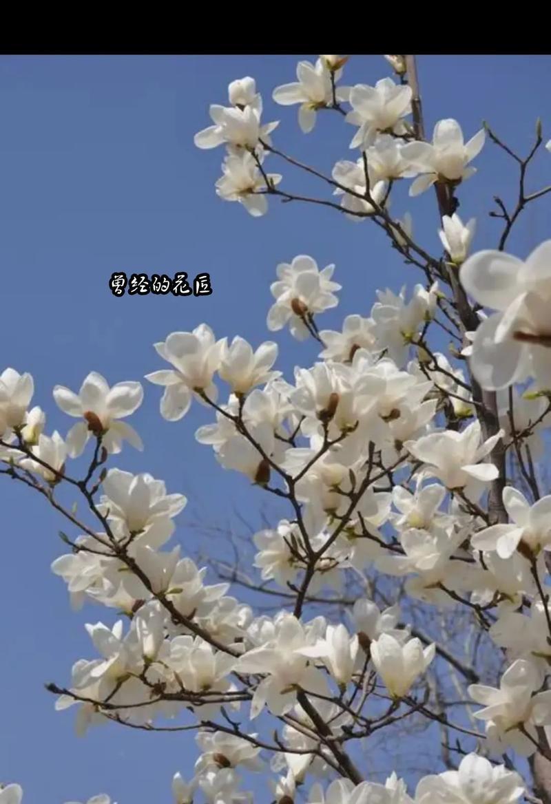 白玉兰象征上海的含义是什么？为什么它会成为上海的象征？