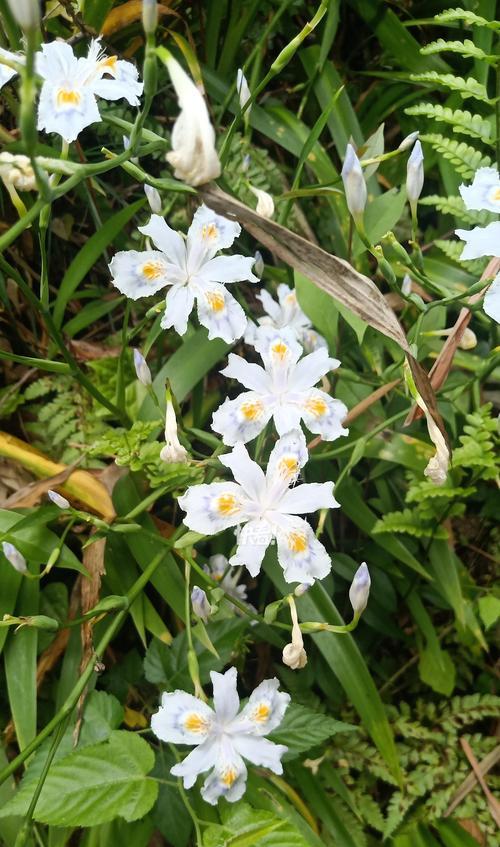 蝴蝶角花的寓意和象征是什么？如何正确理解其花语？
