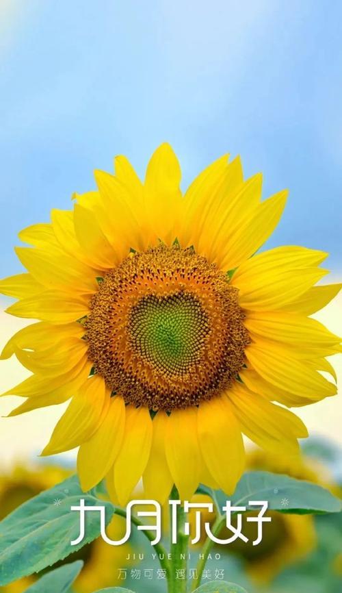 九月象征美好花有哪些？它们的花语是什么？