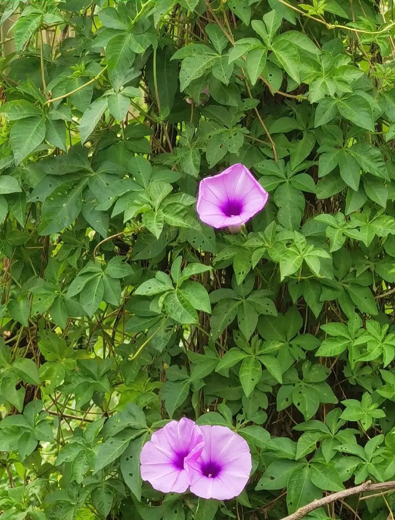 九月象征美好花有哪些？它们的花语是什么？