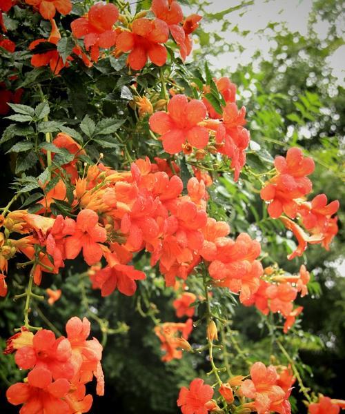 九月象征美好花有哪些？它们的花语是什么？