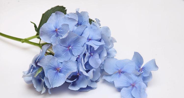 白蓝色的花象征着什么？它们的寓意有哪些？