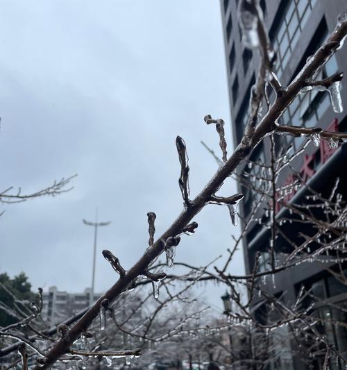 枯树开花语是什么？揭示这一神秘现象背后的含义？