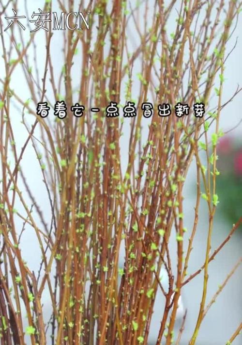 枯树开花语是什么？揭示这一神秘现象背后的含义？