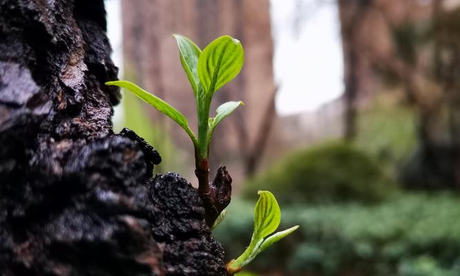 枯树开花语是什么？揭示这一神秘现象背后的含义？