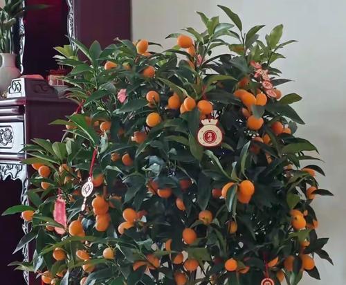 什么花象征时来运转？揭秘转运花卉的真正含义？