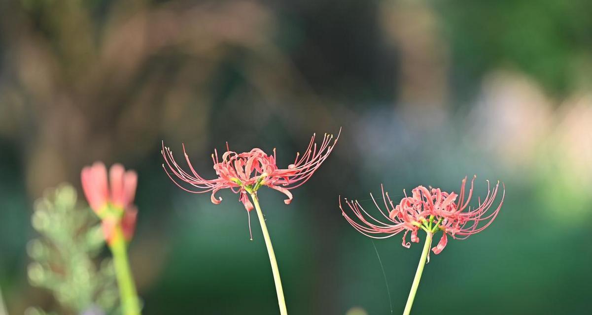 象征死亡的花有哪些？它们的花语是什么含义？