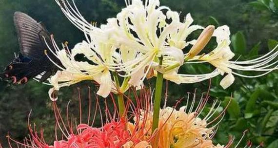 象征死亡的花有哪些？它们的花语是什么含义？