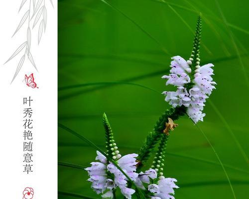 随意草的花语是什么？它在花语文化中代表了什么含义？