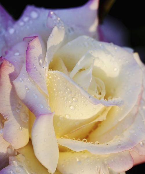 32朵玫瑰代表什么意思？花语背后的爱情寓意是什么？