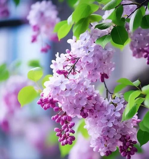 象征爱情甜蜜幸福的花是什么花？如何挑选表达爱意的花卉？