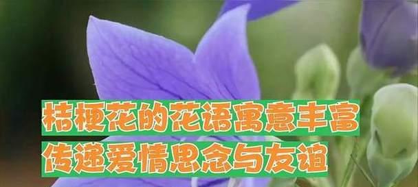 什么花代表思念？揭秘花语背后的含义？