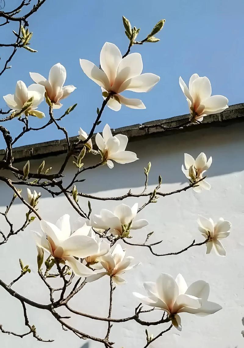 鲜花友谊花语是什么？如何用鲜花表达深厚友情？