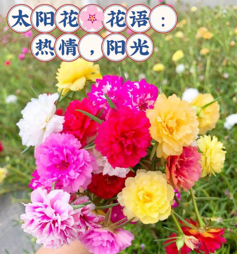 鲜花友谊花语是什么？如何用鲜花表达深厚友情？