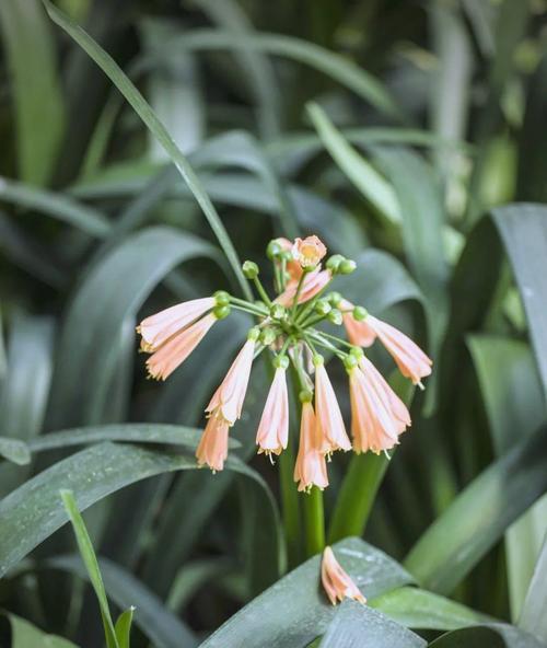 象征谦虚向上的花是什么花？这种花的寓意和特点是什么？